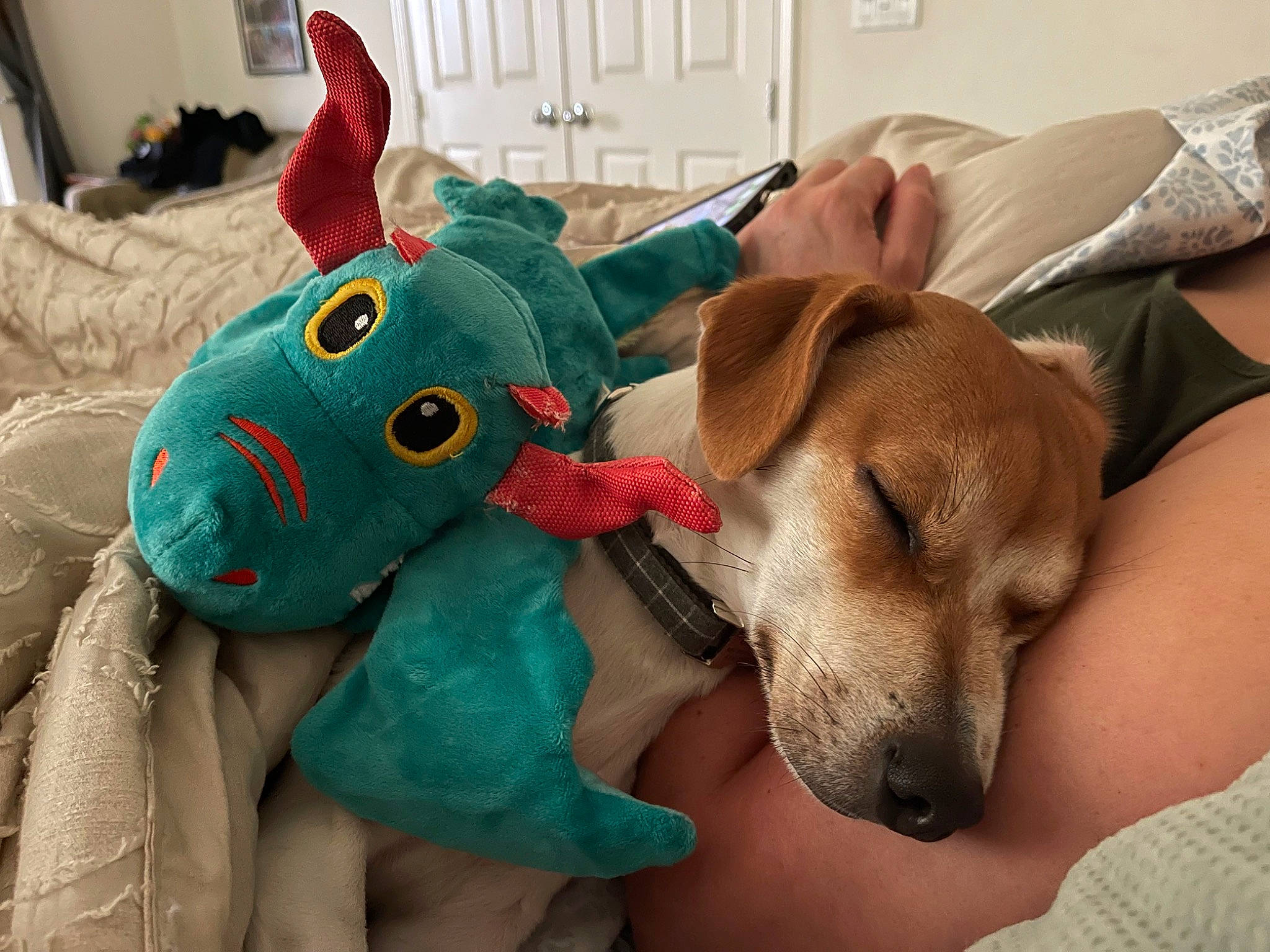 Cooper is registered to the contest to win money with this photo: baby_toys, canidae, carnivore, comfort, companion_dog, dog, dog_breed, dog_supply, dog_toy, fawn, fur, linens, paw, plush, room, snout, sporting_group, stuffed_toy, toy, working_animal