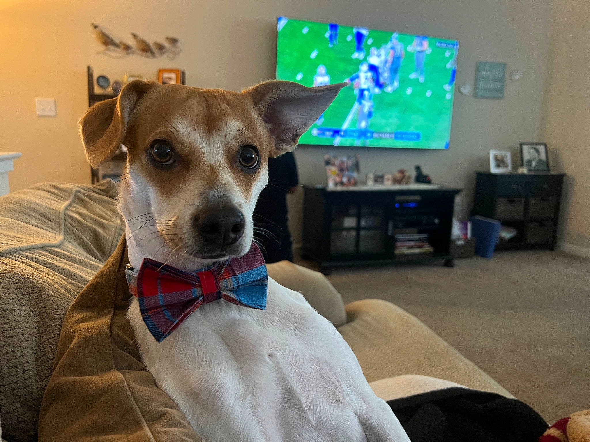 Cooper is registered to the contest to win money with this photo: canidae, carnivore, collar, comfort, companion_dog, display_device, dog, dog_breed, dog_clothes, dog_collar, dog_supply, gadget, linens, non_sporting_group, rampur_greyhound, sighthound, sporting_group, television, whiskers, working_animal