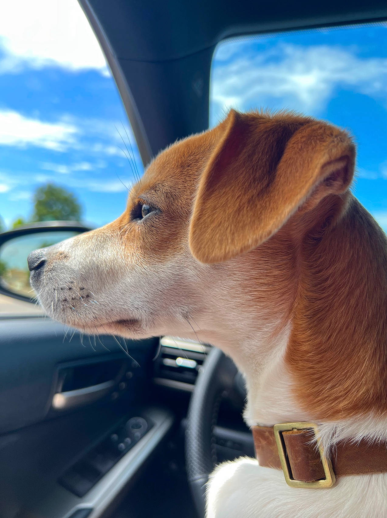 Cooper joined the competition — help win amazing prizes! automotive_lighting, automotive_mirror, car, carnivore, cloud, collar, companion_dog, dog, dog_breed, dog_collar, eyewear, fawn, pet_supply, rear_view_mirror, sky, snout, sporting_group, vehicle_door, whiskers, windshield