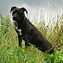 dog, black_dog, grass, outdoor, nature, pet, animal, collar, canine, field, alert, standing, fur, mammal, white_patch, greenery, sky, cloudy, watchful, wildlife