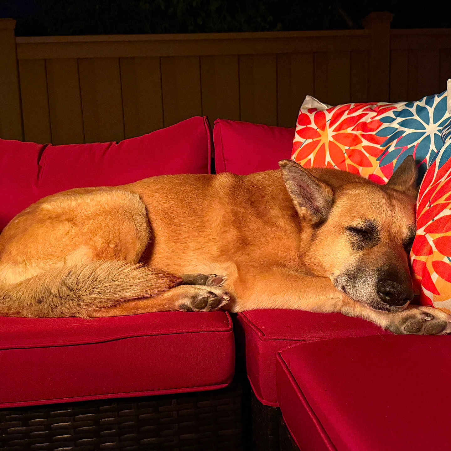 Luna Lerner is registered to the contest to win money with this photo: animal, calm, canine, colorful_pillows, comfort, couch, cozy, dog, domestic_animal, fence, fur, night, outdoor, paw, pet, red_cushions, relaxation, resting, sleeping, snuggled