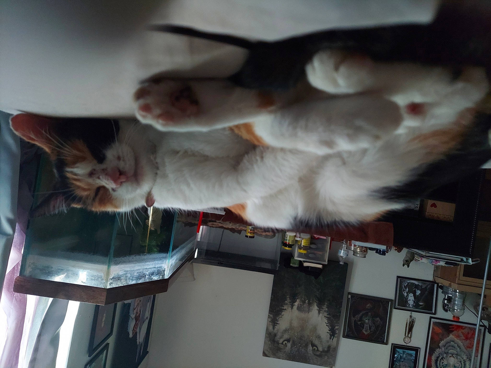 Kali is registered to the contest to win money with this photo: carnivore, cat, comfort, domestic_short_haired_cat, felidae, flooring, foot, fur, gesture, mammal, paw, room, small_to_medium_sized_cats, tail, whiskers