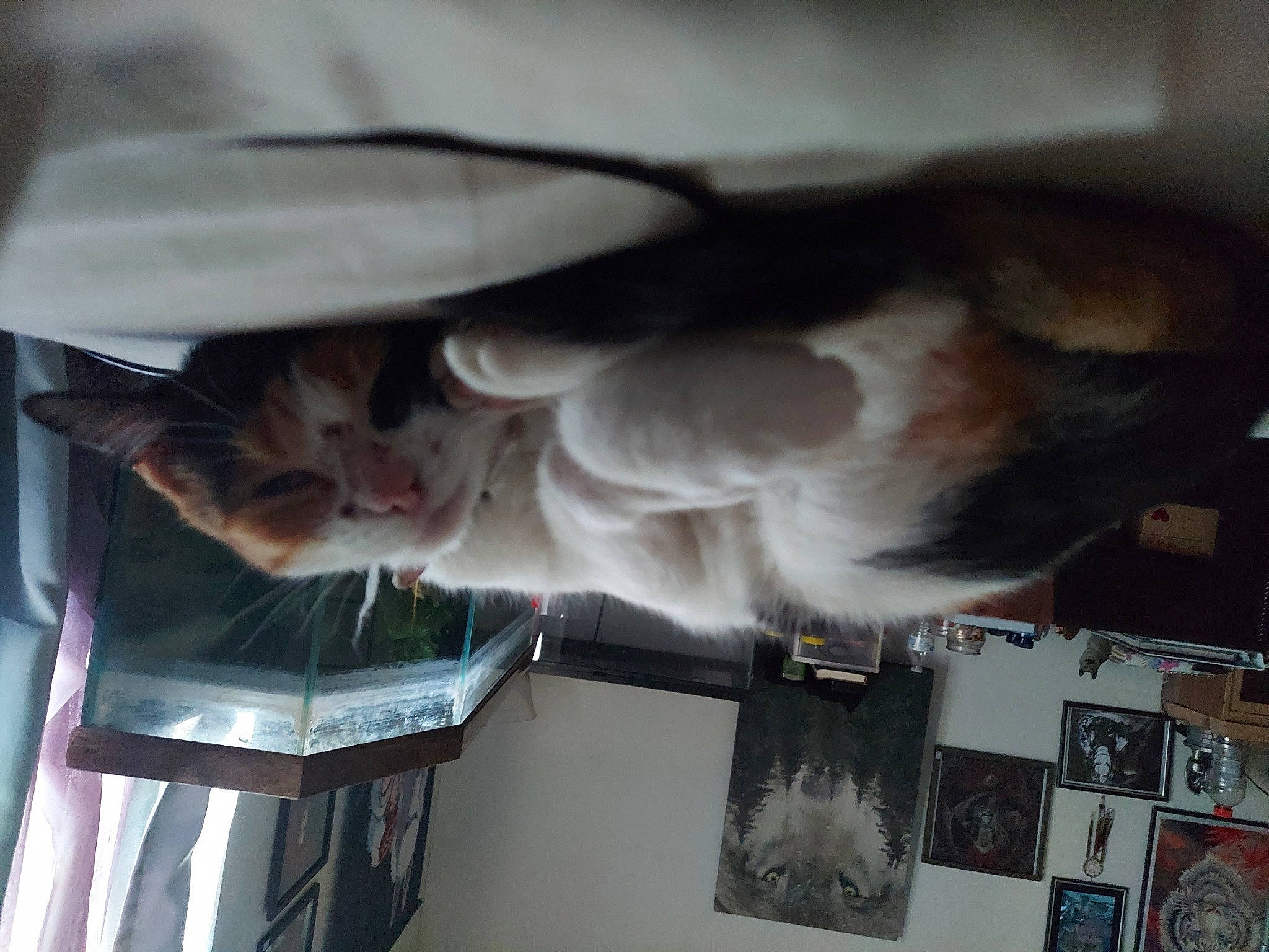 Kali joined the competition — help win amazing prizes! art, canidae, carnivore, ceiling, companion_dog, dog, dog_breed, felidae, fur, room, small_to_medium_sized_cats, sporting_group, tail