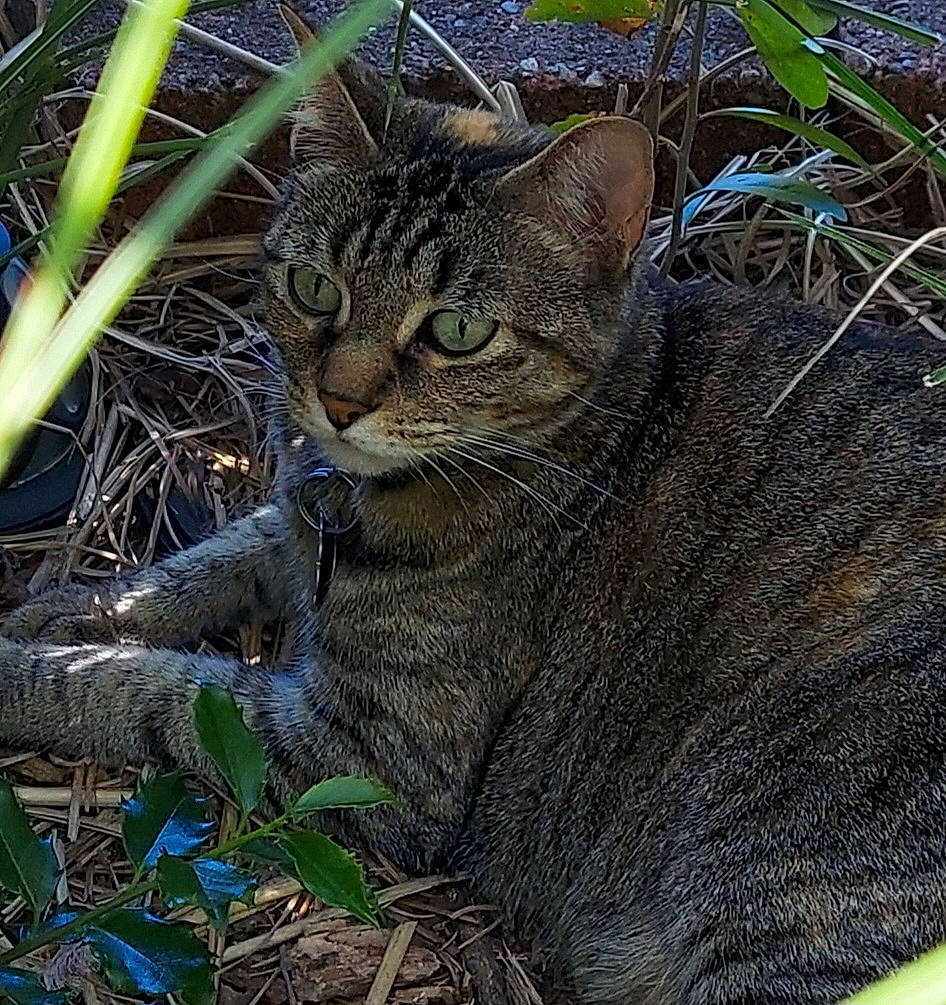 Flash joined the competition — help win amazing prizes! carnivore, cat, domestic_short_haired_cat, felidae, fur, grass, groundcover, plant, small_to_medium_sized_cats, snout, terrestrial_animal, tree, twig, whiskers, wildlife