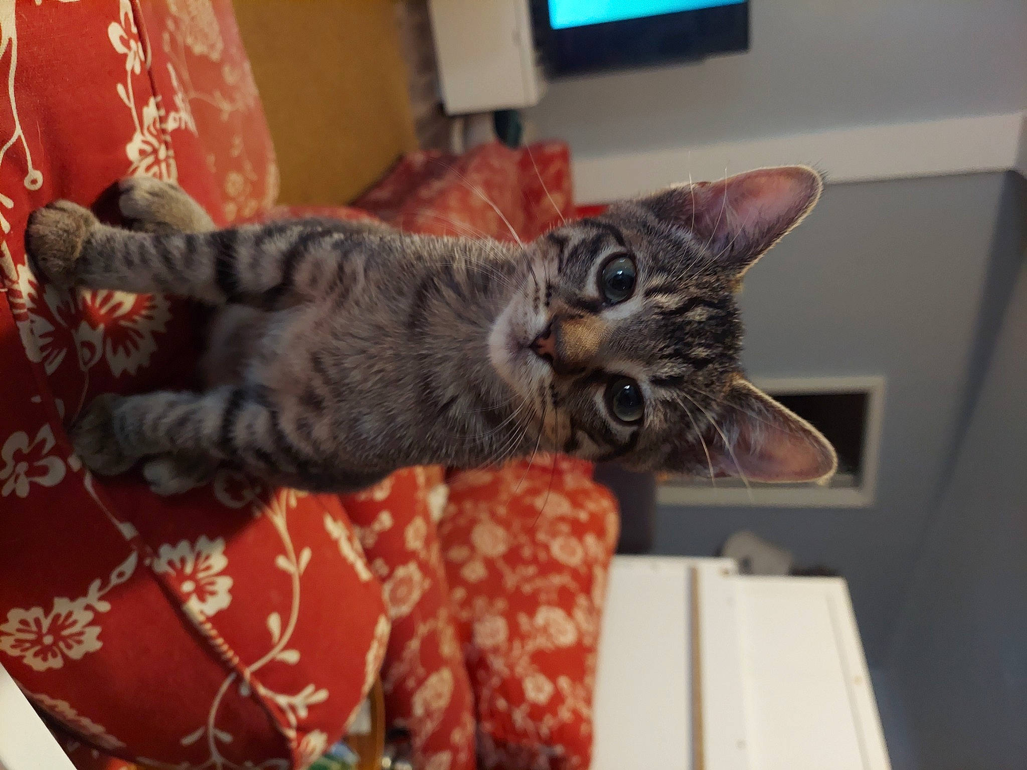 Ella is registered to the contest to win money with this photo: carnivore, cat, comfort, couch, domestic_short_haired_cat, felidae, fur, led_backlit_lcd_display, room, small_to_medium_sized_cats, snout, tail, whiskers