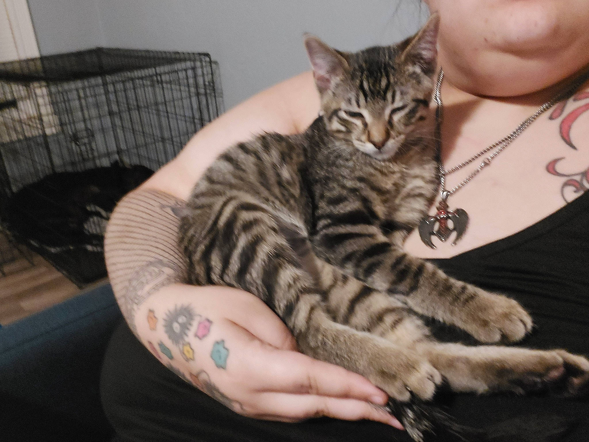 Ella joined the competition — help win amazing prizes! carnivore, cat, cat_bed, claw, comfort, domestic_short_haired_cat, eyelash, felidae, fur, jewellery, nail, paw, sitting, small_to_medium_sized_cats, snout, terrestrial_animal, whiskers