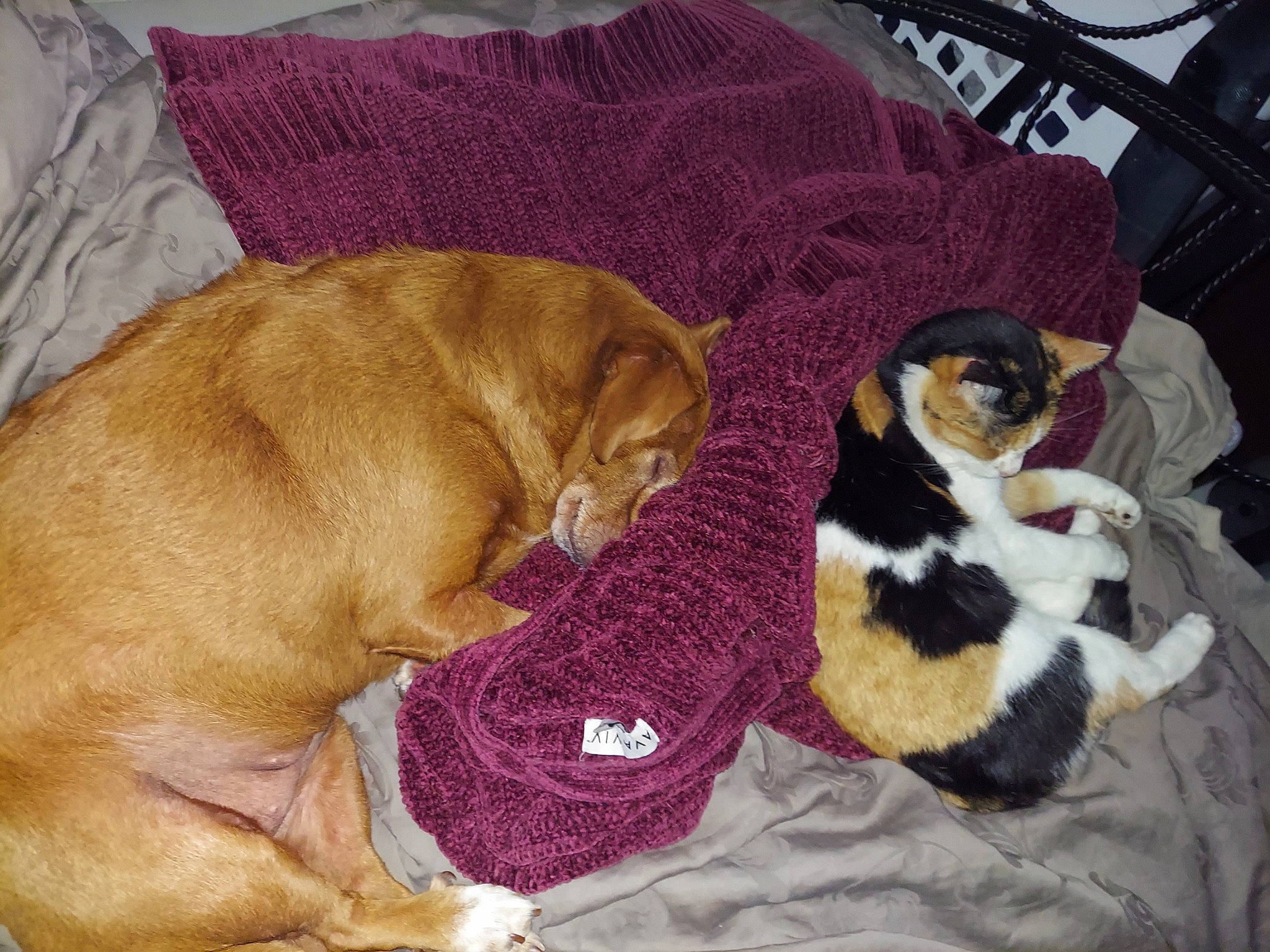 Ellas joined the competition — help win amazing prizes! canidae, carnivore, cat, collar, comfort, companion_dog, dog, dog_breed, dog_supply, fawn, felidae, fur, liver, paw, pet_supply, small_to_medium_sized_cats, sporting_group, tail, vertebrate, working_animal