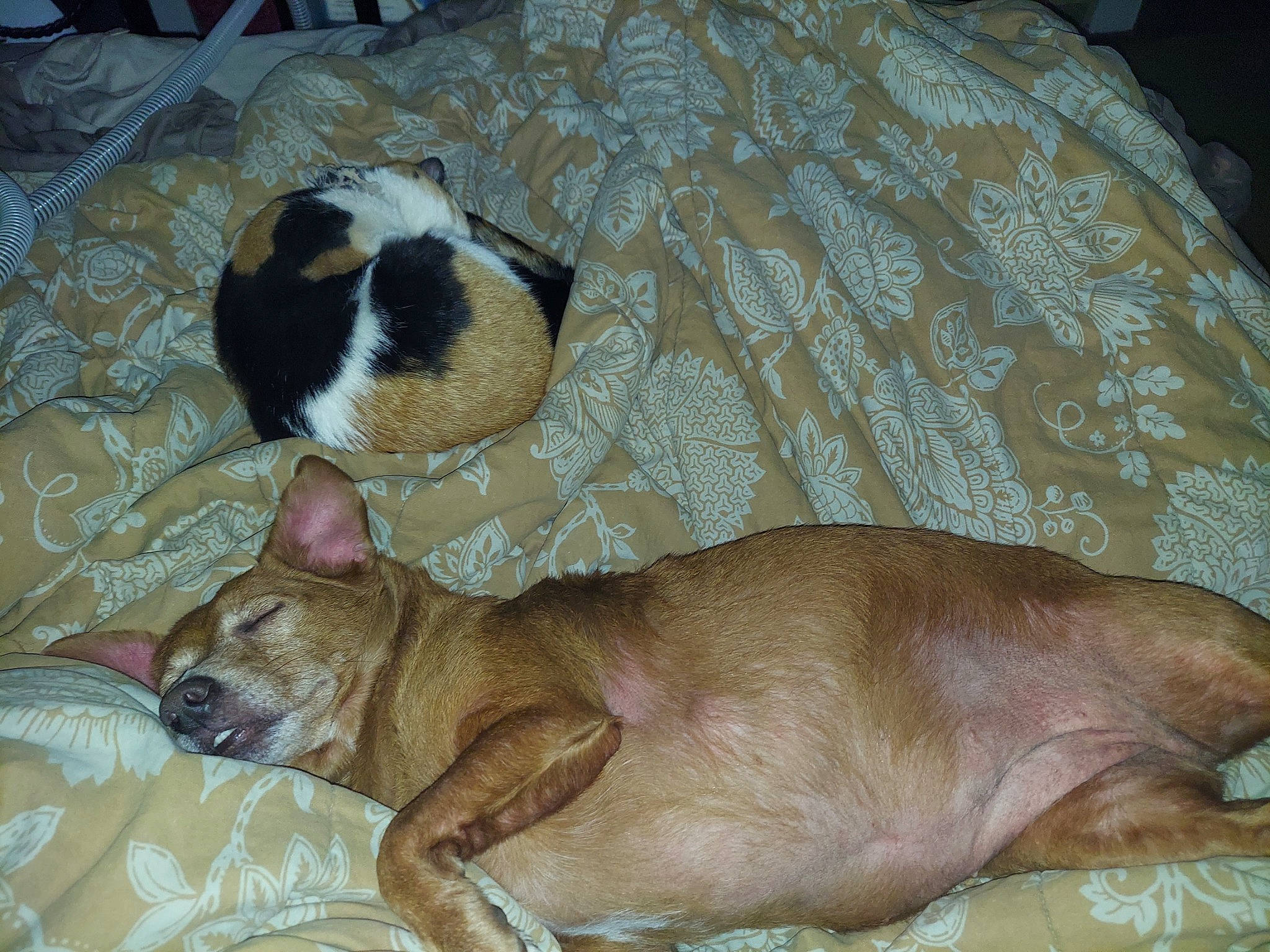 Ellas is registered to the contest to win money with this photo: canidae, carnivore, comfort, companion_dog, dog, dog_breed, fawn, felidae, fur, linens, liver, nap, paw, small_to_medium_sized_cats, snout, sporting_group, tail, terrestrial_animal, whiskers, working_animal