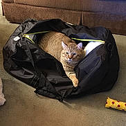 Caesar is registered to the contest to win money with this photo: cat, tabby_cat, pet, animal, furry, sitting, peeking, portrait, indoors, living_room, couch, carpet, bag, luggage, black_bag, toy, yellow_toy, eyes, whiskers, cozy