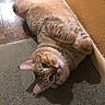 Caesar is registered to the contest to win money with this photo: cat, feline, pet, animal, fluffy, tabby, gray_cat, lying_down, upside_down, belly_up, playful, relaxed, cute, looking_at_camera, whiskers, ears, paws, carpet, floor, indoor
