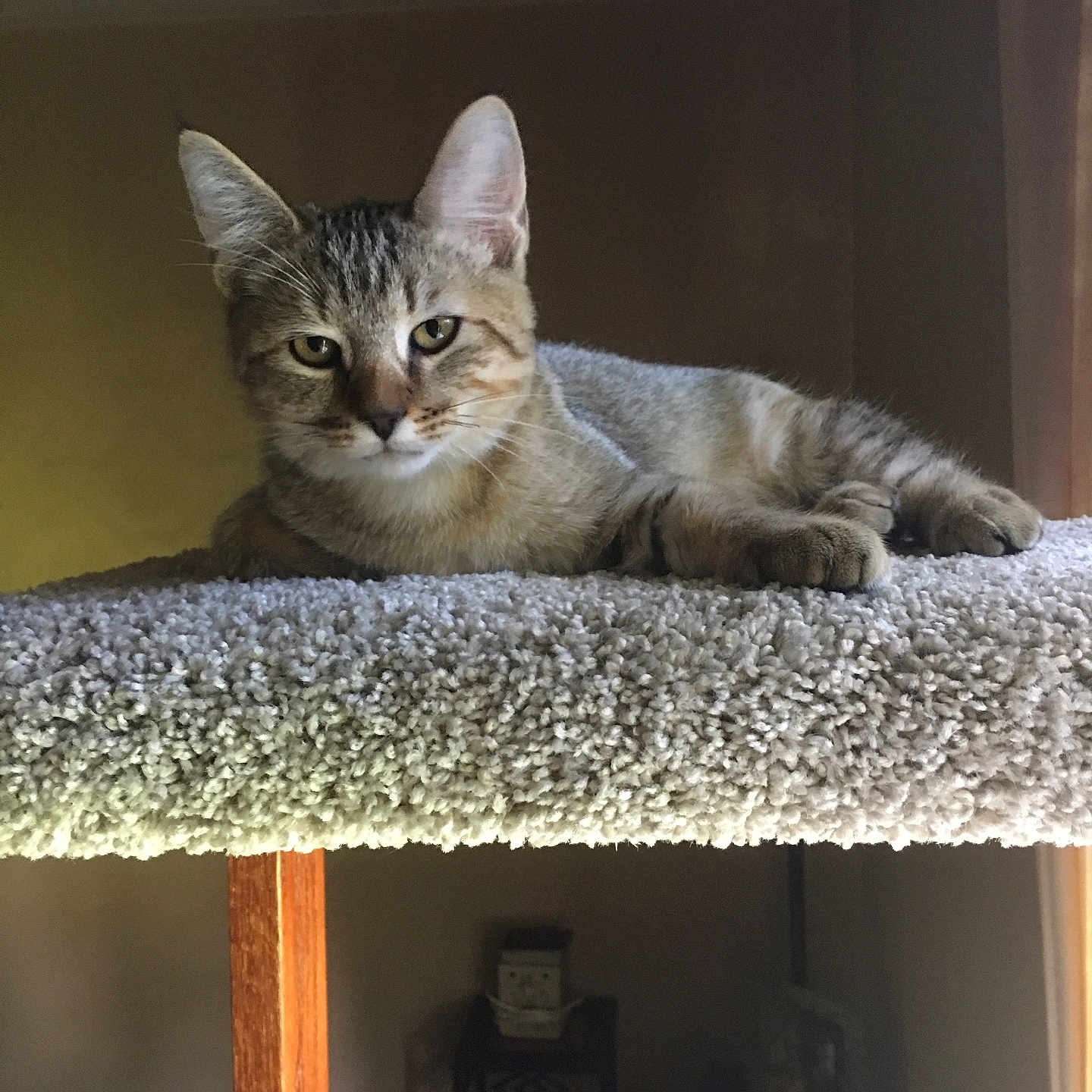 Caesar