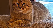 Caesar joined the competition — help win amazing prizes! cat, orange_tabby, feline, pet, animal, portrait, close_up, sitting, lying_down, fur, whiskers, ears, eyes, paws, cat_tree, carpet, window, indoor, home, cozy