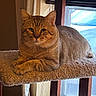 cat, orange_tabby, feline, pet, animal, portrait, close_up, sitting, lying_down, fur, whiskers, ears, eyes, paws, cat_tree, carpet, window, indoor, home, cozy