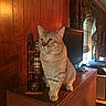 Caesar is registered to the contest to win money with this photo: cat, tabby_cat, pet, animal, feline, sitting, portrait, whiskers, green_eyes, striped_fur, wooden_cabinet, home_office, computer_monitor, indoor, furniture, warm_lighting, wall_paneling, decor, alert, cute