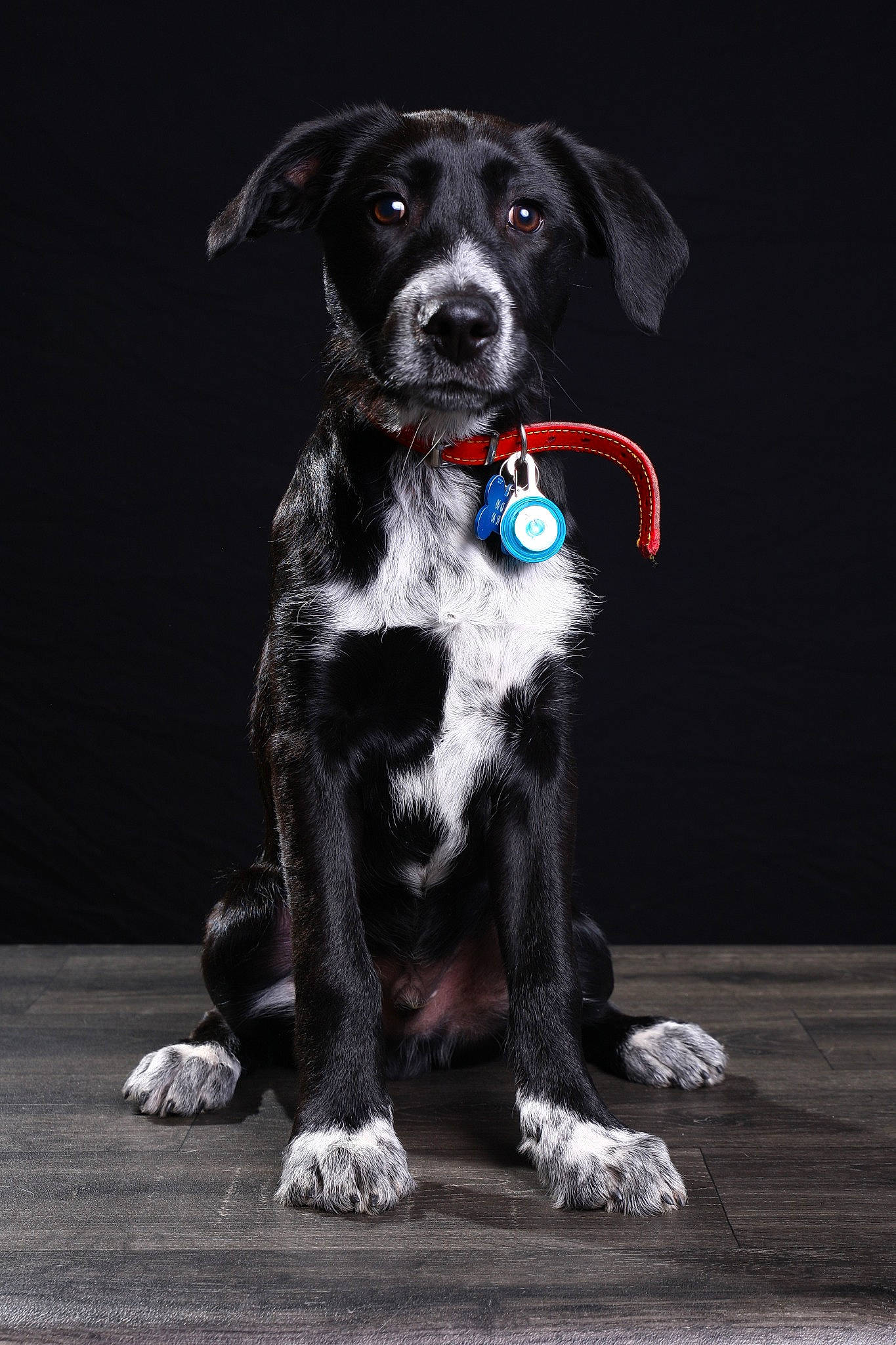 Luigi participe au concours pour gagner de l'argent avec cette photo : black, borador, canidae, carnivore, dog, dog_breed, dog_collar, eurohound, great_dane, hunting_dog, mammal, obedience_training, puppy, rare_breed_dog, snout, sporting_group, street_dog, tail, whiskers, working_dog