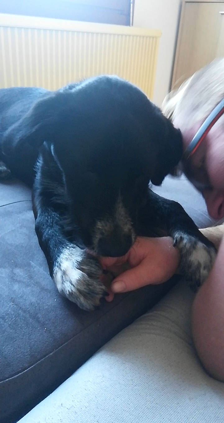 Luigi a rejoint le concours — aidez-le/la à gagner de superbes lots ! canidae, carnivore, companion_dog, dog, dog_breed, guard_dog, hand, leg, nap, puppy, sleep, sporting_group