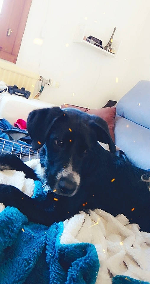 Luigi participe au concours pour gagner de l'argent avec cette photo : black, borador, canidae, carnivore, dog, dog_breed, fur, labrador_retriever, nose, patterdale_terrier, puppy, snout, sporting_group