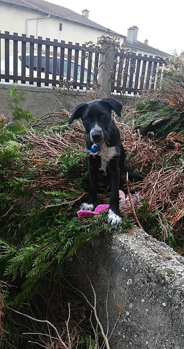 Luigi participe au concours pour gagner de l'argent avec cette photo : borador, canidae, carnivore, dog, dog_breed, labrador_retriever, sporting_group