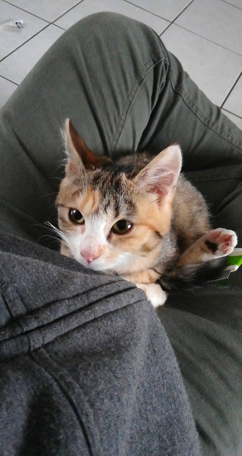 Kiara a rejoint le concours — aidez-le/la à gagner de superbes lots ! aegean_cat, american_shorthair, american_wirehair, arabian_mau, asian, australian_mist, carnivore, cat, domestic_short_haired_cat, dragon_li, european_shorthair, felidae, german_rex, kitten, mammal, singapura, small_to_medium_sized_cats, tabby_cat, vertebrate, whiskers