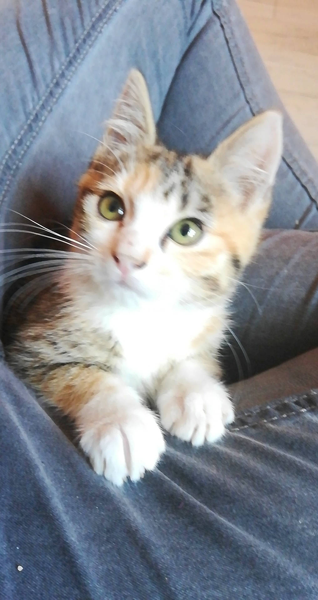 Kiara a rejoint le concours — aidez-le/la à gagner de superbes lots ! aegean_cat, american_wirehair, arabian_mau, asian, australian_mist, carnivore, cat, domestic_short_haired_cat, european_shorthair, fawn, felidae, kitten, maine_coon, mammal, ojos_azules, polydactyl_cat, small_to_medium_sized_cats, tabby_cat, vertebrate, whiskers