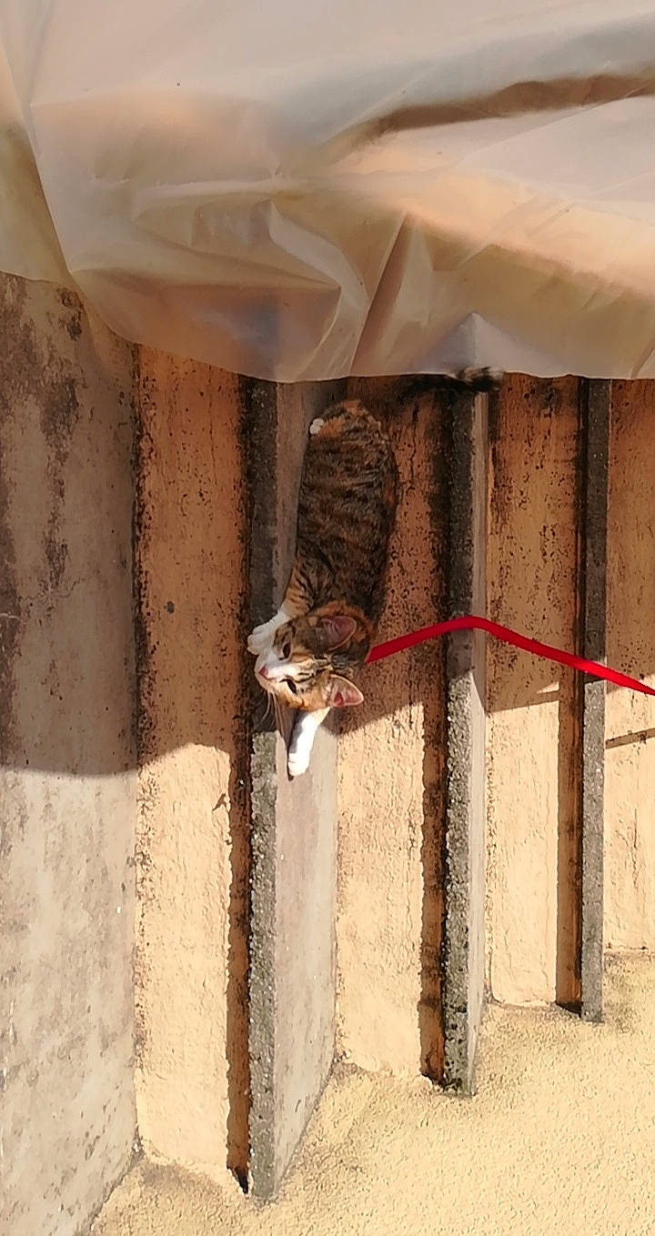 Kiara participe au concours pour gagner de l'argent avec cette photo : bird, wall