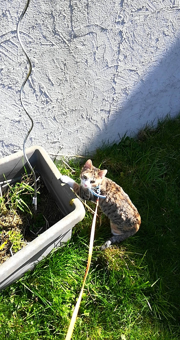 Kiara a rejoint le concours — aidez-le/la à gagner de superbes lots ! canidae, grass, leash, plant, snout, tail