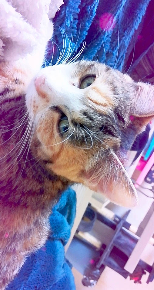 Kiara a rejoint le concours — aidez-le/la à gagner de superbes lots ! carnivore, cat, domestic_short_haired_cat, ear, european_shorthair, fawn, felidae, fur, kitten, nose, ojos_azules, photography, pixie_bob, selfie, small_to_medium_sized_cats, snout, tabby_cat, whiskers