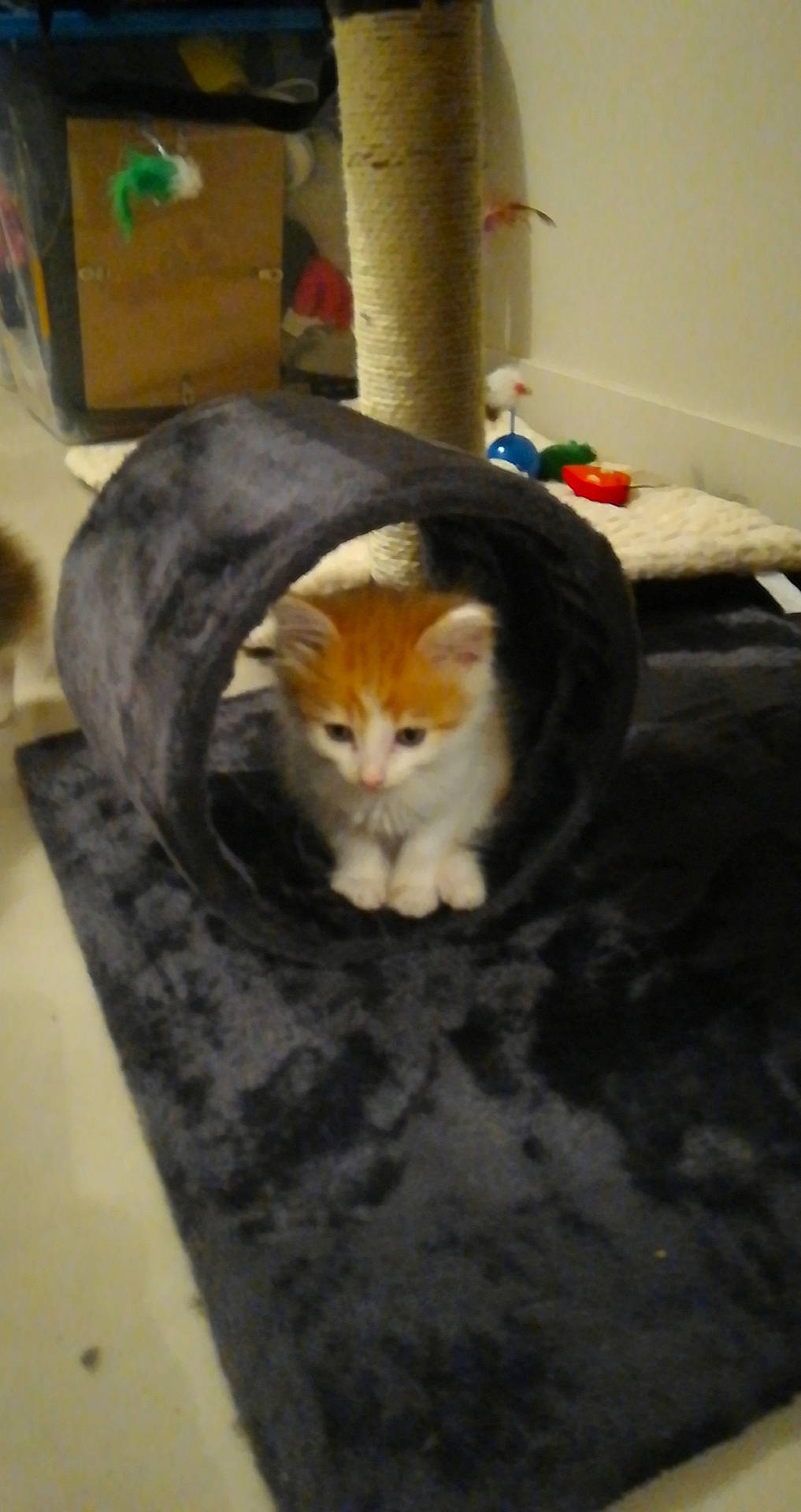 Dumbo a rejoint le concours — aidez-le/la à gagner de superbes lots ! carnivore, cat, domestic_short_haired_cat, european_shorthair, fawn, felidae, fur, kitten, mammal, small_to_medium_sized_cats, tail, whiskers