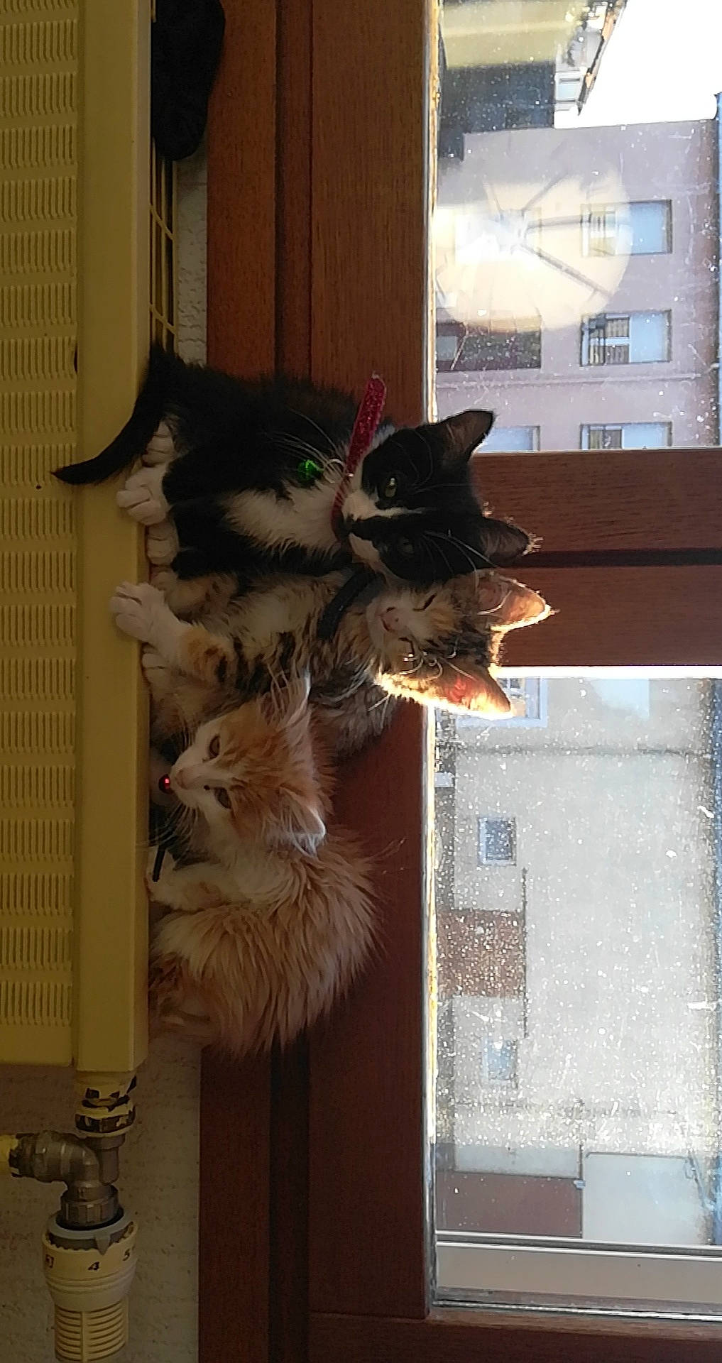 Dumbo a rejoint le concours — aidez-le/la à gagner de superbes lots ! carnivore, cat, felidae, fur, kitten, maine_coon, norwegian_forest_cat, small_to_medium_sized_cats, tail, whiskers, window