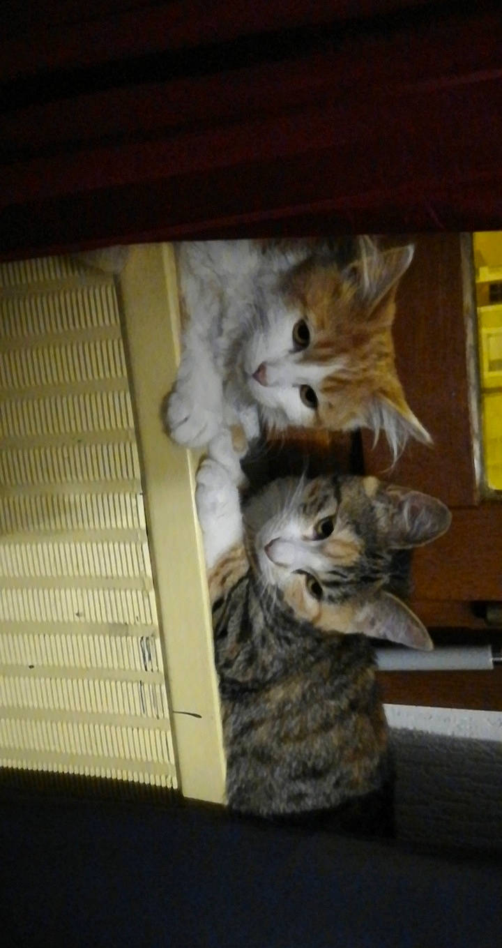 Dumbo participe au concours pour gagner de l'argent avec cette photo : aegean_cat, american_shorthair, asian, carnivore, cat, domestic_short_haired_cat, dragon_li, egyptian_mau, european_shorthair, felidae, kitten, mammal, norwegian_forest_cat, ocicat, pixie_bob, polydactyl_cat, small_to_medium_sized_cats, tabby_cat, whiskers