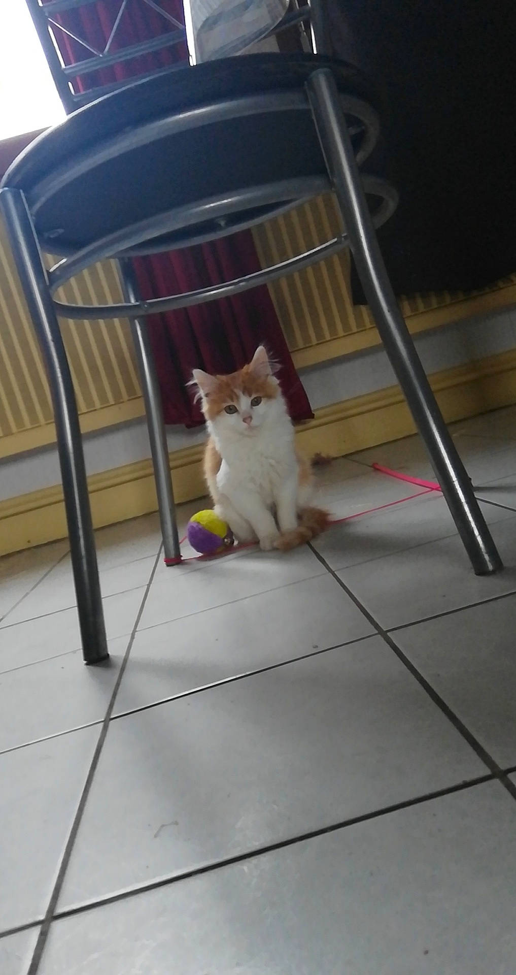 Dumbo a rejoint le concours — aidez-le/la à gagner de superbes lots ! carnivore, cat, domestic_short_haired_cat, fawn, felidae, floor, flooring, kitten, persian, ragamuffin, ragdoll, small_to_medium_sized_cats, tail, turkish_angora, turkish_van, whiskers