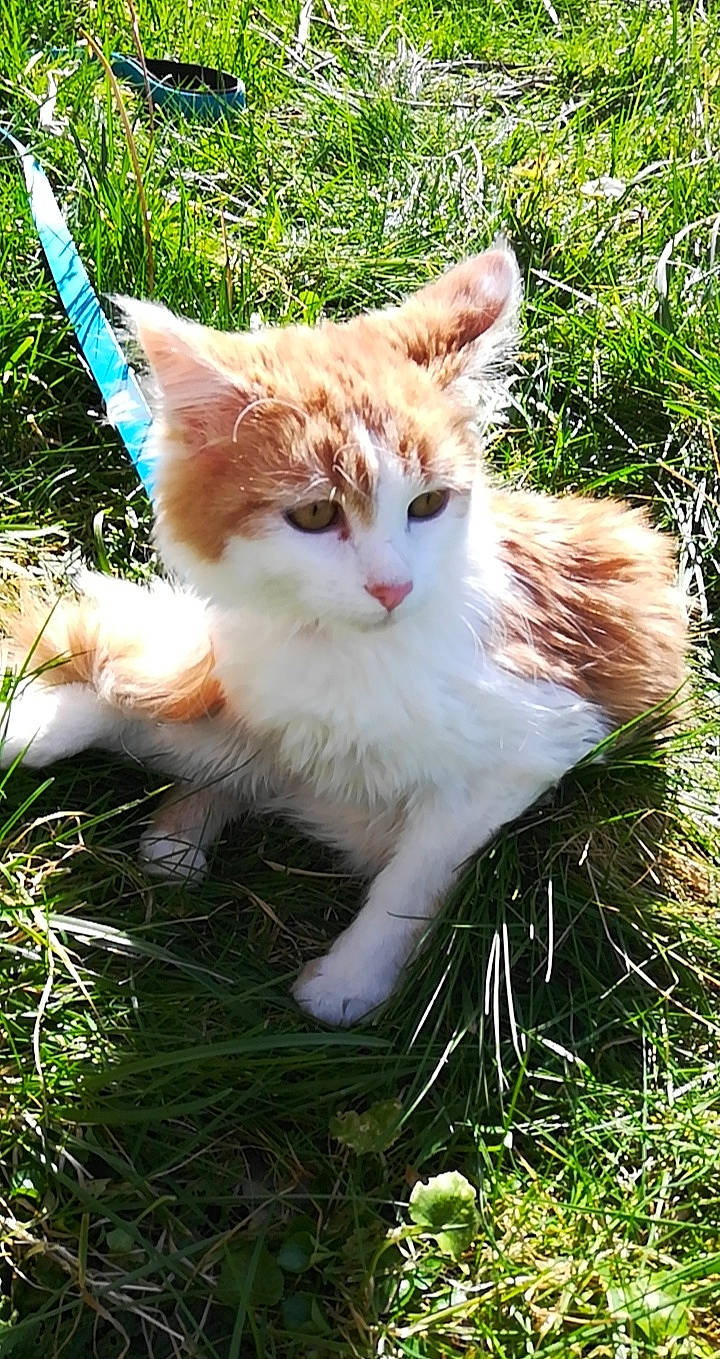 Dumbo a rejoint le concours — aidez-le/la à gagner de superbes lots ! aegean_cat, american_wirehair, carnivore, cat, domestic_short_haired_cat, european_shorthair, fawn, felidae, fur, german_rex, grass, grass_family, kitten, organism, plant, small_to_medium_sized_cats, tail, turkish_van, whiskers