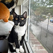 Tifa joined the competition — help win amazing prizes! cat, tuxedo_cat, windowsill, window_screen, golden_eyes, curious, indoor, plush_toys, reflection, pets, feline, whiskers, black_and_white, domestic_cat, looking_up, cozy, household, animal, cute, young_cat