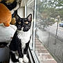 cat, tuxedo_cat, windowsill, window_screen, golden_eyes, curious, indoor, plush_toys, reflection, pets, feline, whiskers, black_and_white, domestic_cat, looking_up, cozy, household, animal, cute, young_cat