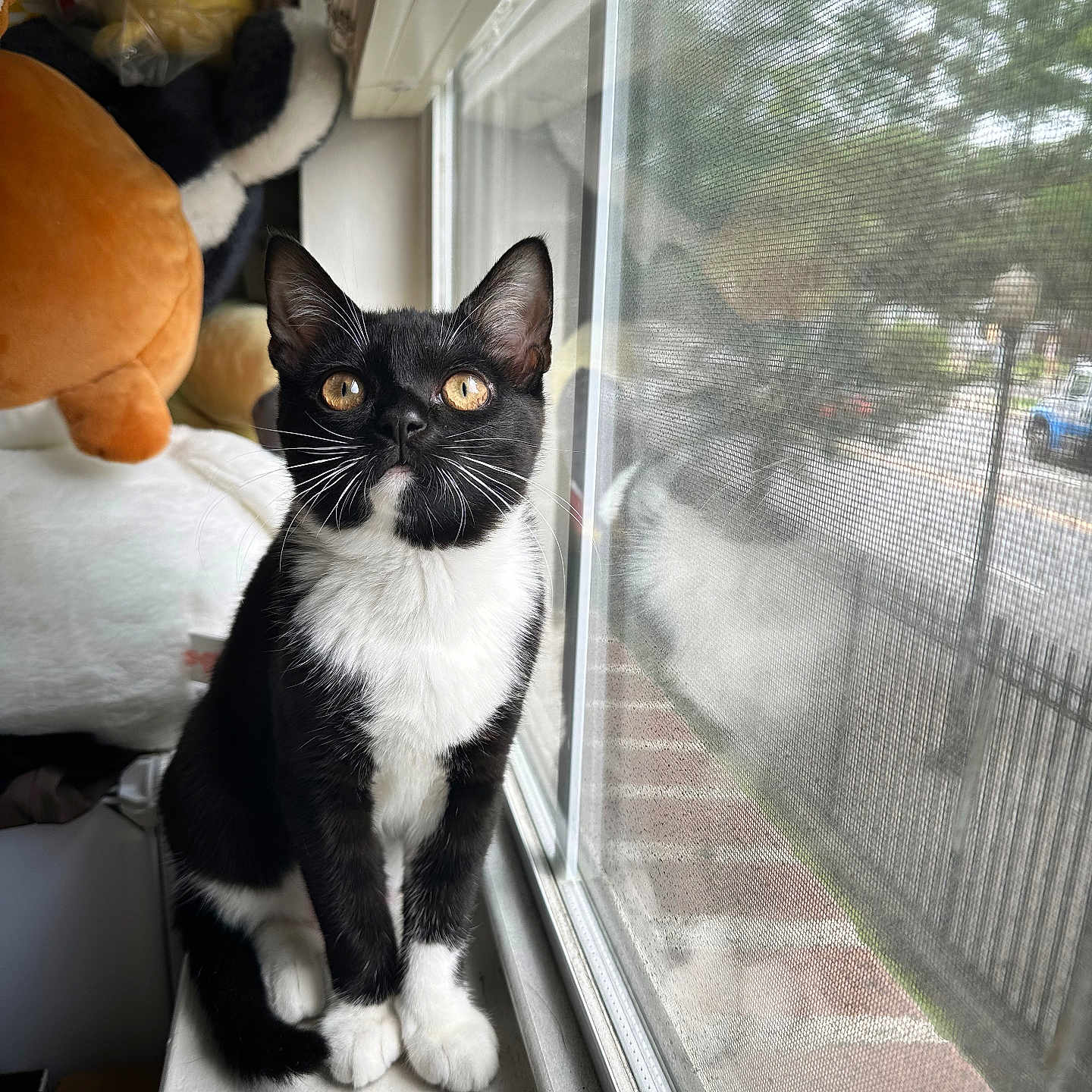Tifa joined the competition — help win amazing prizes! animal, black_and_white, cat, cozy, curious, cute, domestic_cat, feline, golden_eyes, household, indoor, looking_up, pets, plush_toys, reflection, tuxedo_cat, whiskers, window_screen, windowsill, young_cat