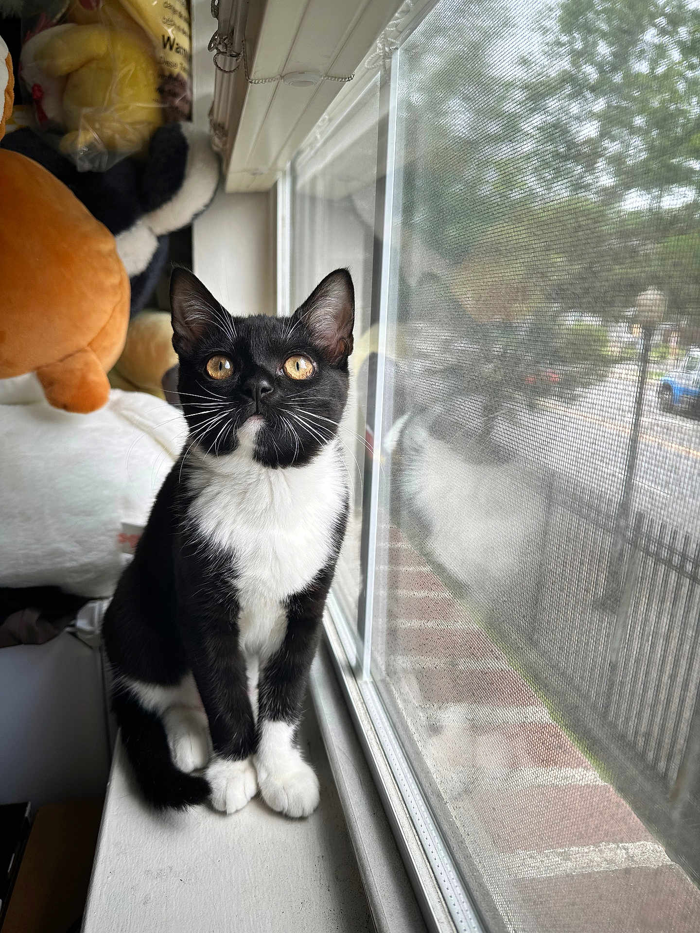 Tifa joined the competition — help win amazing prizes! cat, tuxedo_cat, windowsill, window_screen, golden_eyes, curious, indoor, plush_toys, reflection, pets, feline, whiskers, black_and_white, domestic_cat, looking_up, cozy, household, animal, cute, young_cat