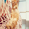 Coquin participe au concours pour gagner de l'argent avec cette photo : cat, orange_cat, lying_down, relaxed, blanket, patterned_blanket, indoor, cozy, fur, pet, cute, resting, soft_focus, love_text, golden_text, paw, whiskers, ears, sleepy, animal