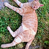 cat, orange_tabby, grass, outdoor, relaxed, sunlight, sleeping, pet, animal, nature, fur, whiskers, ears, paws, tail, daylight, closeup, mammal, cute, resting