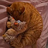 cat, orange_tabby, toy, plush_toy, bed, blanket, pink_blanket, pet, animal, cute, sleepy, cozy, indoor, fur, paw, tail, resting, soft, playful, feline