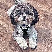 Henry Bartholomew joined the competition — help win amazing prizes! dog, pet, small_dog, fluffy, curly_fur, black_and_white, harness, lying_down, floor, wooden_floor, indoor, cute, animal, companion, domestic, friendly, adorable, looking_up, fur, canine