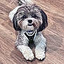 adorable, animal, black_and_white, canine, companion, curly_fur, cute, dog, domestic, floor, fluffy, friendly, fur, harness, indoor, looking_up, lying_down, pet, small_dog, wooden_floor