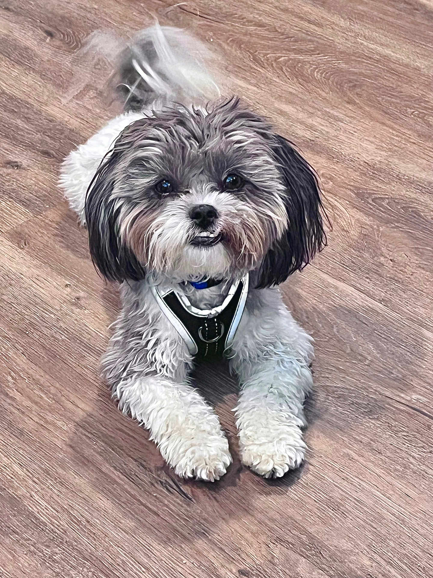 Henry Bartholomew joined the competition — help win amazing prizes! dog, pet, small_dog, fluffy, curly_fur, black_and_white, harness, lying_down, floor, wooden_floor, indoor, cute, animal, companion, domestic, friendly, adorable, looking_up, fur, canine