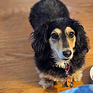 Bella is registered to the contest to win money with this photo: dog, black_fur, tan_fur, pet, collar, tags, wooden_floor, indoor, looking_up, curious, fluffy, canine, animal, domestic_pet, portrait, close_up, ears, face, fur, eyes