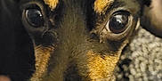 Daisy is registered to the contest to win money with this photo: adult, animal, beagle, bear, bodypart, canine, chihuahua, computerhardware, dog, electronics, hardware, hound, male, man, monitor, person, pet, puppy, screen, snout