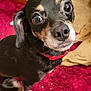 animal, beagle, bodypart, bulldog, canine, chihuahua, cockerspaniel, cushion, dog, homedecor, hound, mouth, papillon, person, pet, puppy, snout