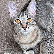 Amber is registered to the contest to win money with this photo: amber_eyes, animal, carpet, cat, close_up, curious, cute, domestic_cat, feline, fur, indoor, laying, looking_up, mammal, pet, portrait, soft_light, striped, tabby, whiskers