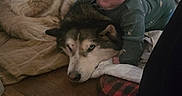 Rowan is registered to the contest to win money with this photo: affection, animal, calm, child, childhood, cozy, curious, cute, dog, dresser, floor, friendship, furniture, home, husky, indoor, pajamas, pet, toddler, wooden_floor