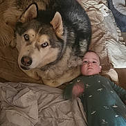 Rowan joined the competition — help win amazing prizes! baby, dog, husky, blue_eyes, blanket, indoor, pet, child, animal, laying_down, fur, cute, portrait, floor, comfort, friendship, cozy, looking_at_camera, sleeping_area, companionship