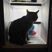 Zeus is registered to the contest to win money with this photo: animal, cat, curious, dark, domestic, feline, food_items, fridge_light, grapes, household, indoor, kitchen, mystery, open_door, pet, plastic_container, refrigerator, shadow, silhouette, sitting