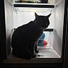 cat, refrigerator, silhouette, indoor, pet, curious, fridge_light, food_items, grapes, plastic_container, shadow, dark, animal, kitchen, domestic, feline, sitting, open_door, household, mystery